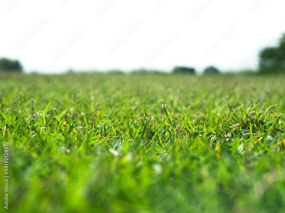 selective focus green grass meadow field from outdoor park isolated in white background. selective focus green grass meadow field from outdoor park isolated in white background.