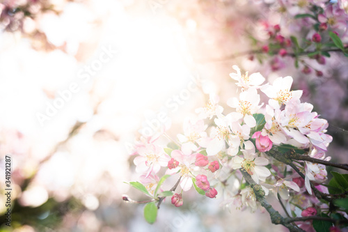 Spring and nature concept, cherry blossoms against sunlight and blurred cherry tree