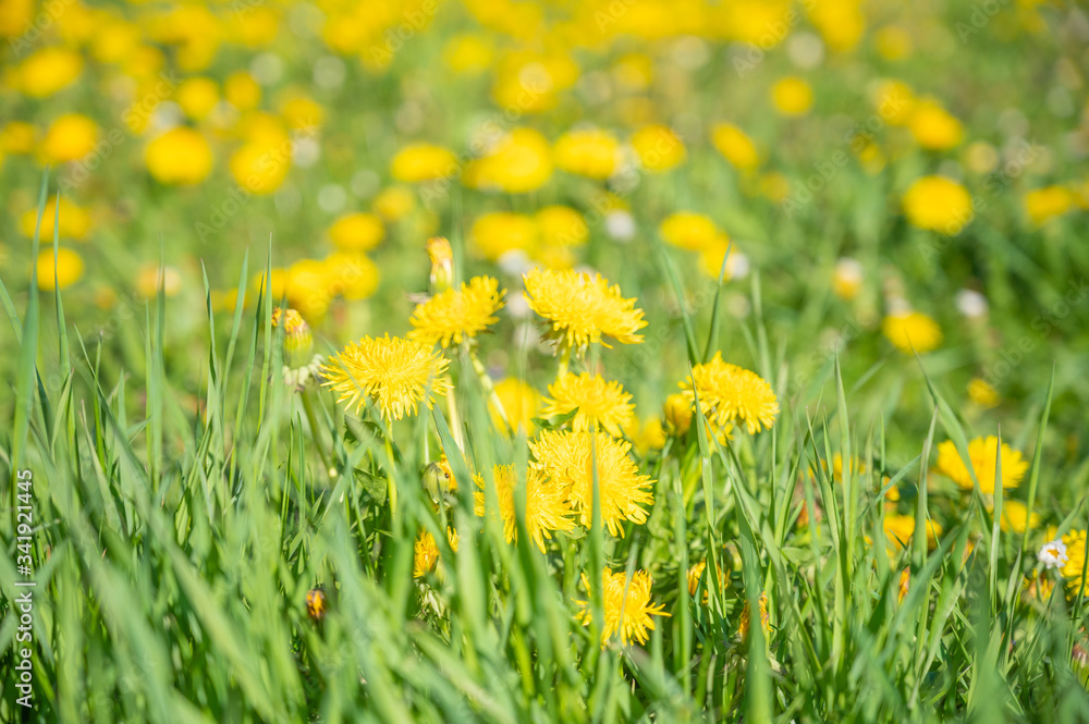Spring and nature concept, dandelion blossoms in front of blurred flowers and meadow in lush green