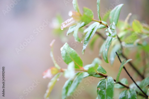 Green fresh leaves dewy with water in Tropical Rainforest