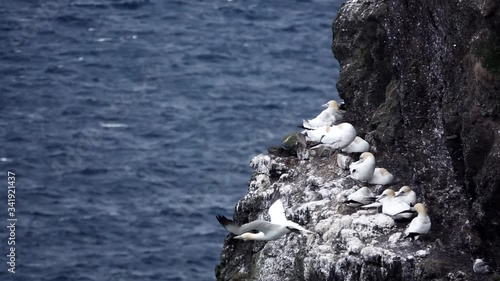 Morus bassanus starts flying from the cliffs with nests in slow-mo photo