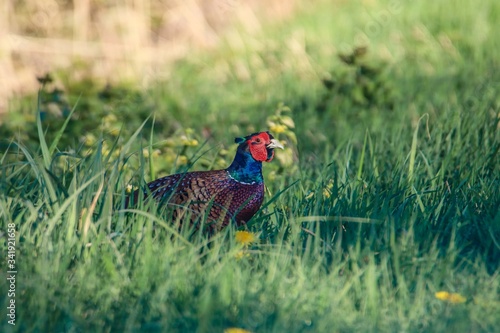 Wallpaper Mural Fasan in freier Natur Torontodigital.ca