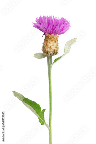 Purple cornflower on white background