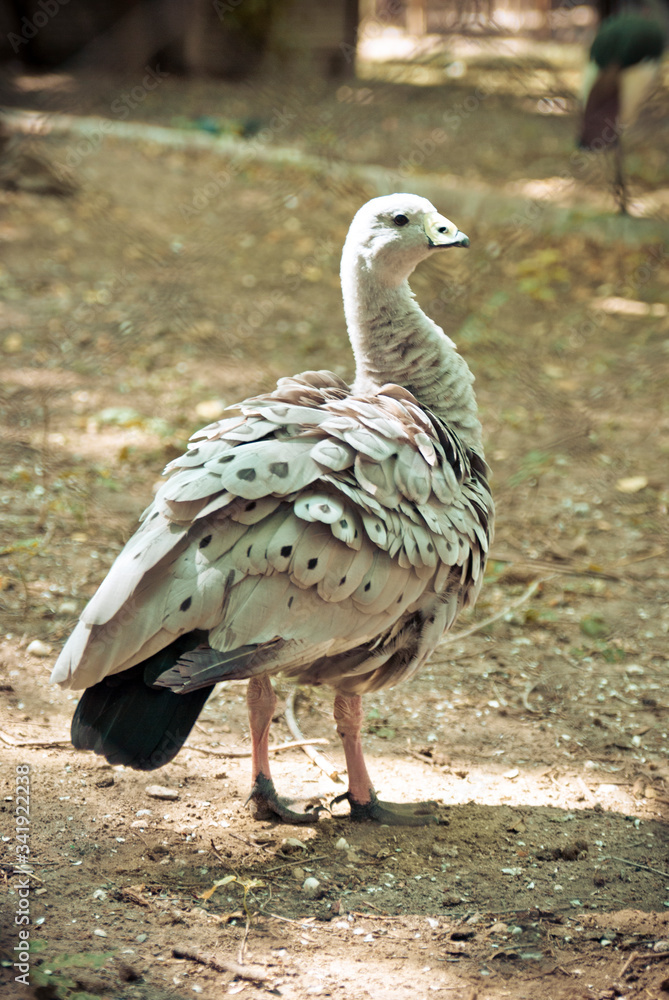 Fototapeta premium bird in a cage at the zoo