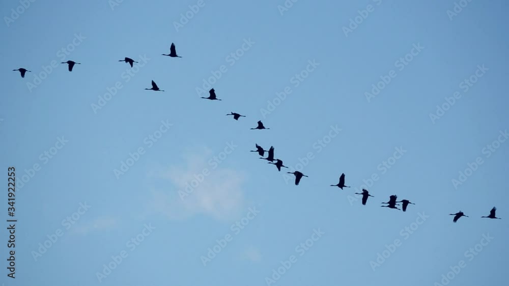 High contrast of large group of cranes flying in slow-mo High contrast of large group of cranes flying in slow-mo