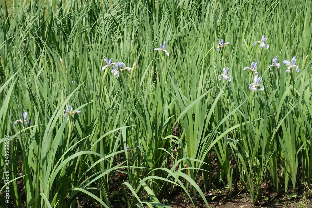 Grassy leafage and light violet flowers of irises in late spring Grassy leafage and light violet flowers of irises in late spring