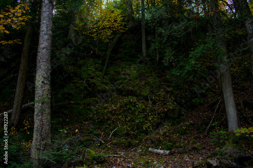 Fototapeta Naklejka Na Ścianę i Meble -  Dark Forest