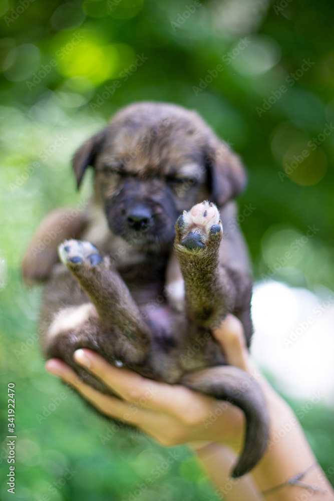 Little dog (puppy) in the hands