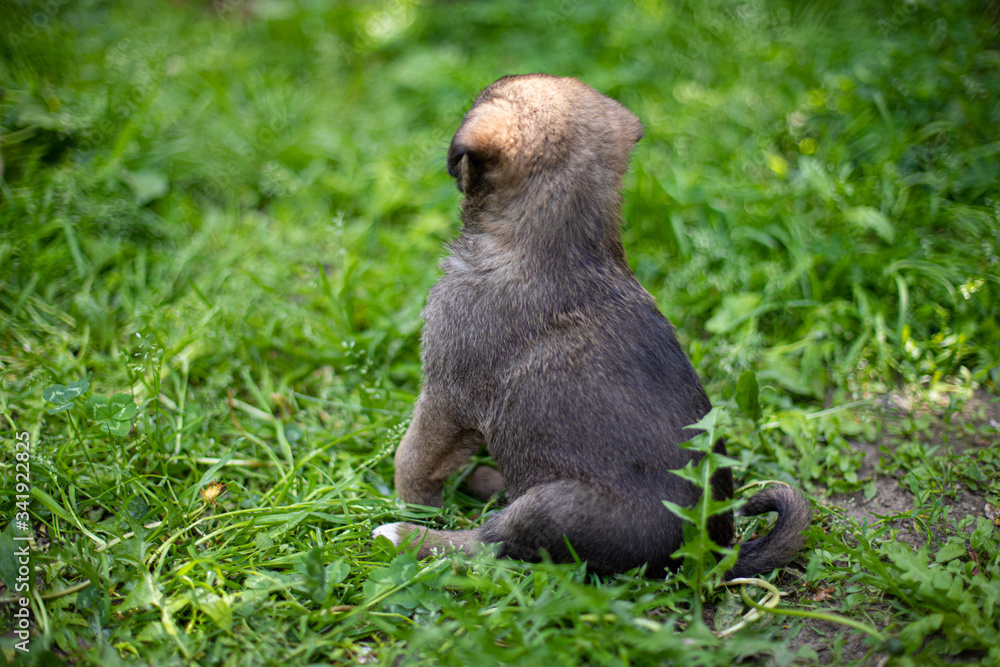 Obraz premium Little dog (puppy) on the grass