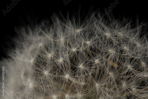 Abstract dandelion flower background. fluffy dandelion flower  macro photo. Seeds close up