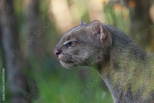 Jaguarundi (Herpailurus yagouaroundi)