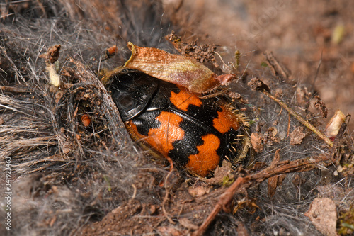 фотографія Gemeiner Totengräber - Käfer (Nicrophorus vespillo) an einer toten Maus - buryin