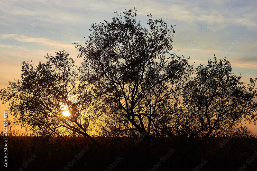The silhouette of the lush crown of Elaeagnus commutata tree at sunset, in the background the sky with warm colors of the sun going down. Orange backlight