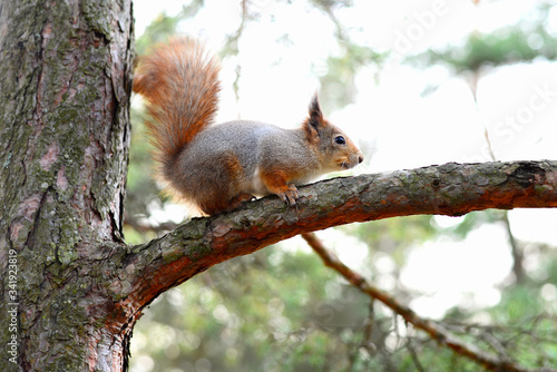 squirrel on a tree © lisichkin