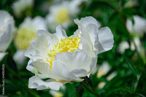 Springtime. Beautiful white peonies in the garden.