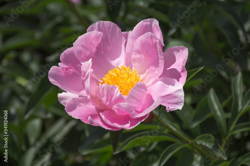 Beautiful pink peonies in the garden.