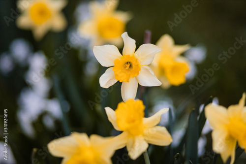 Spring yellow flower