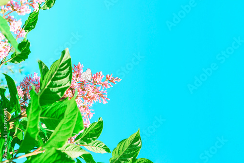 Lilac bush with a white butterfly on a background of blue sky. Place for text. Floral background.