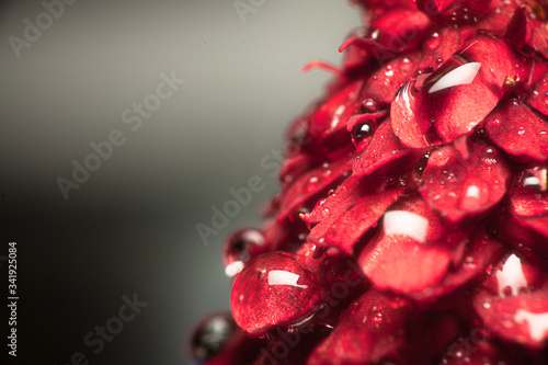 flower and waterdrops