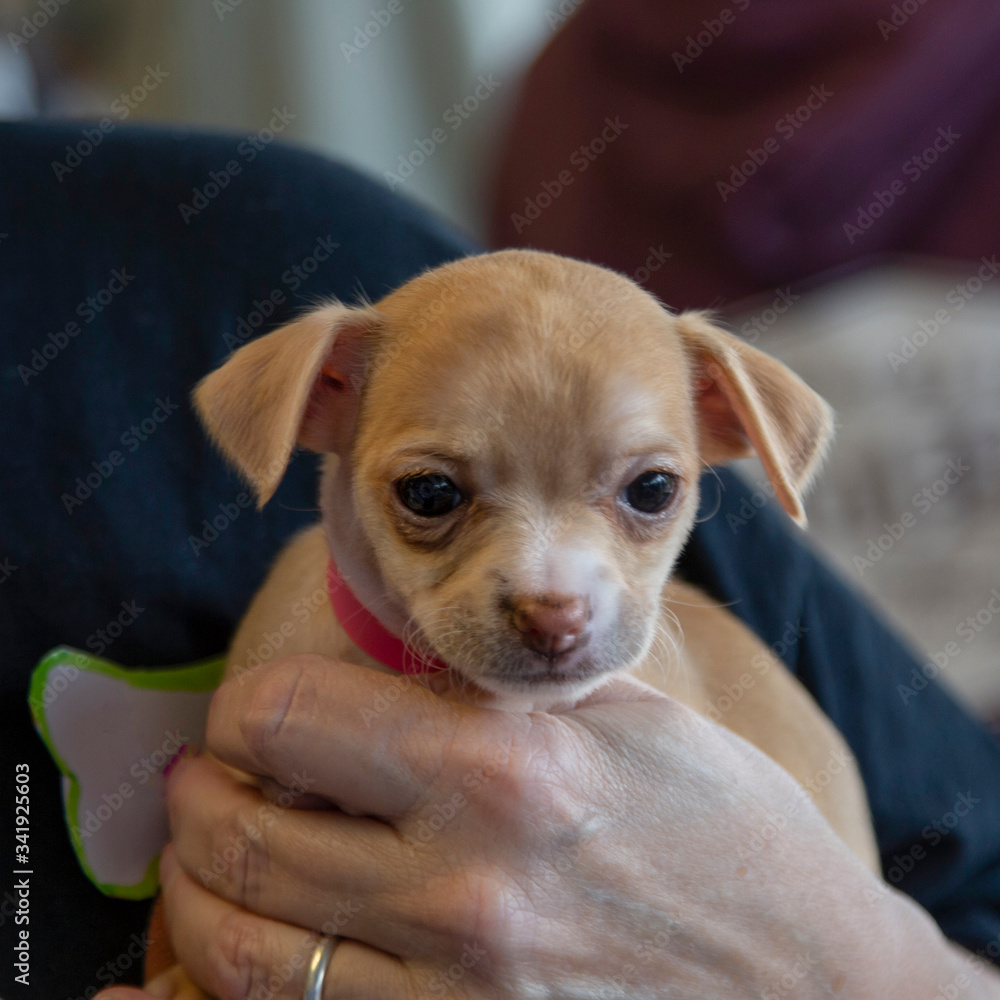 Partial view of person holding tiny tan and white mixed breed puppy,  out of focus background
