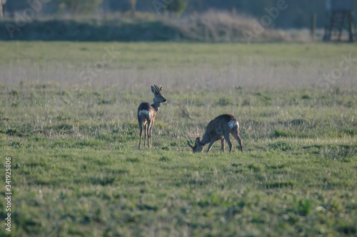 Rehwild im Frühjahr