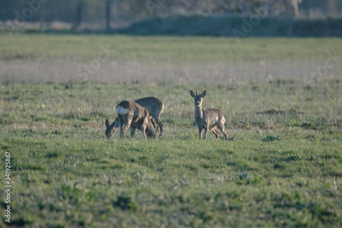 Rehwild im Frühjahr