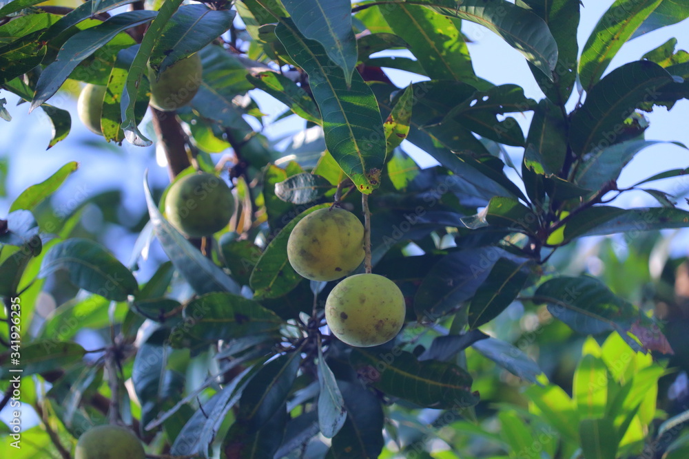 green mangoes on tree