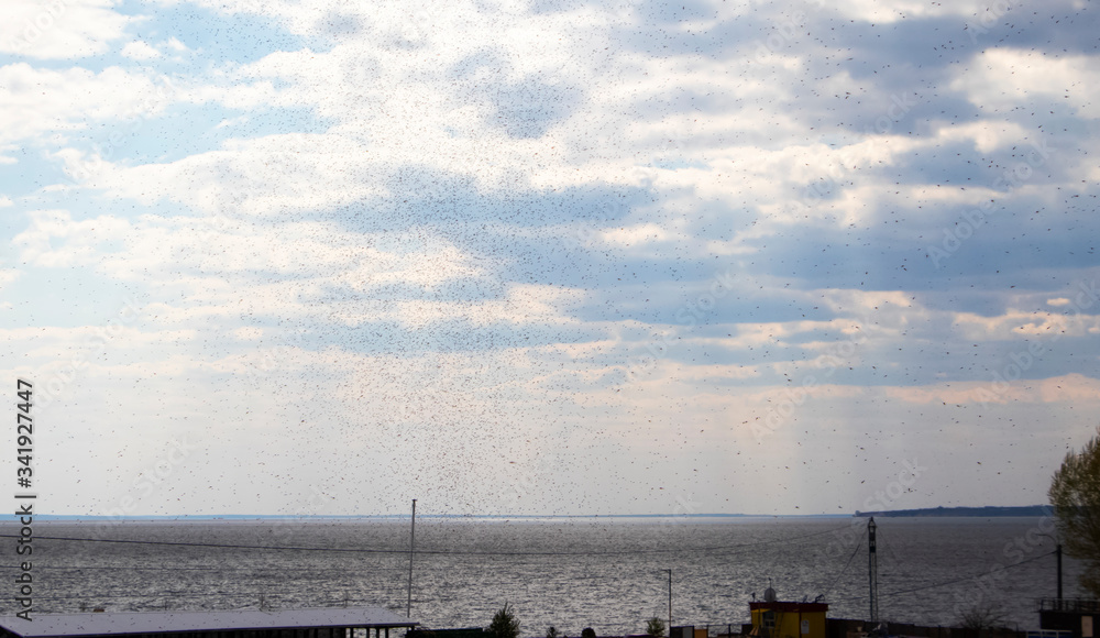 Swarm of mosquitoes on the background of the sea. Mosquitoes males fly over water. Texture of nature and insects