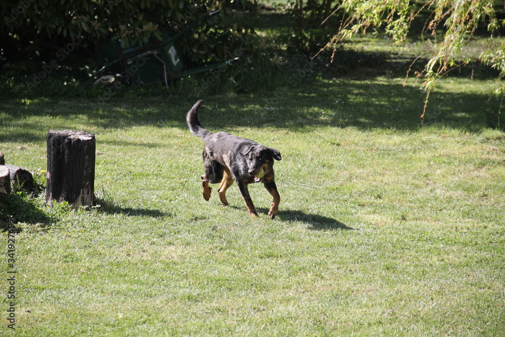Sheepdogs domestic garden puppy playing together Sheepdogs domestic garden puppy playing together