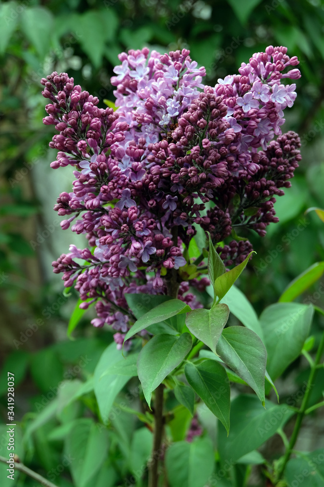 Obraz premium Lilas mauve en gros plan