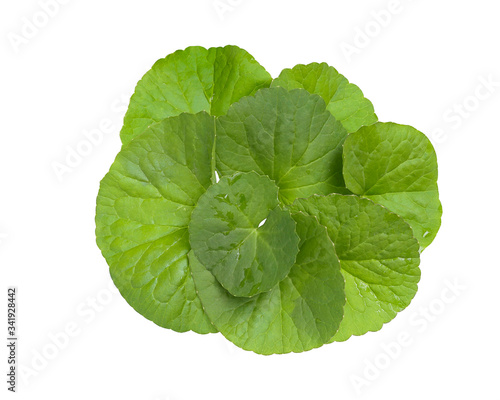 Centella asiatica, Asiatic Pennywort leave isolated on white background. This has clipping path.