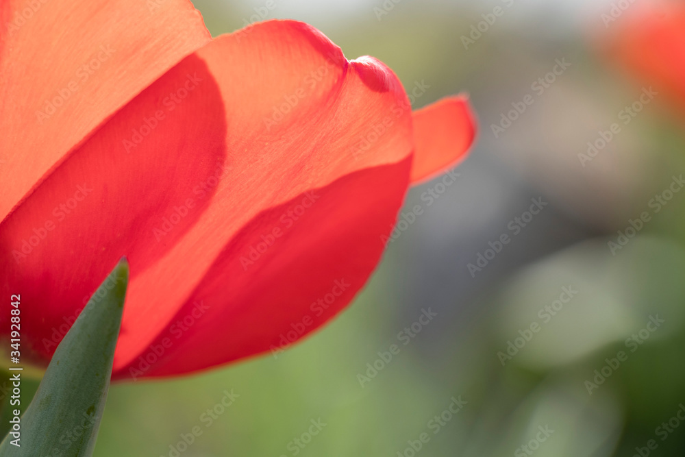 Beauty. Red spring tulips. Domestic flowerbed, growing flowers. Beauty. Red spring tulips. Domestic flowerbed, growing flowers.