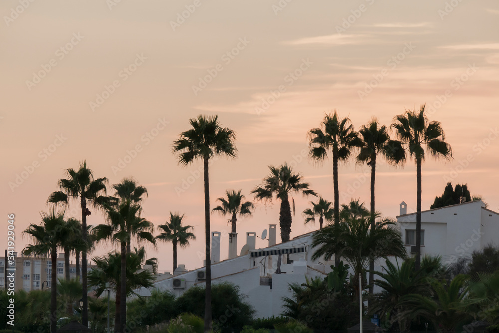 sky line of houses and palm trees