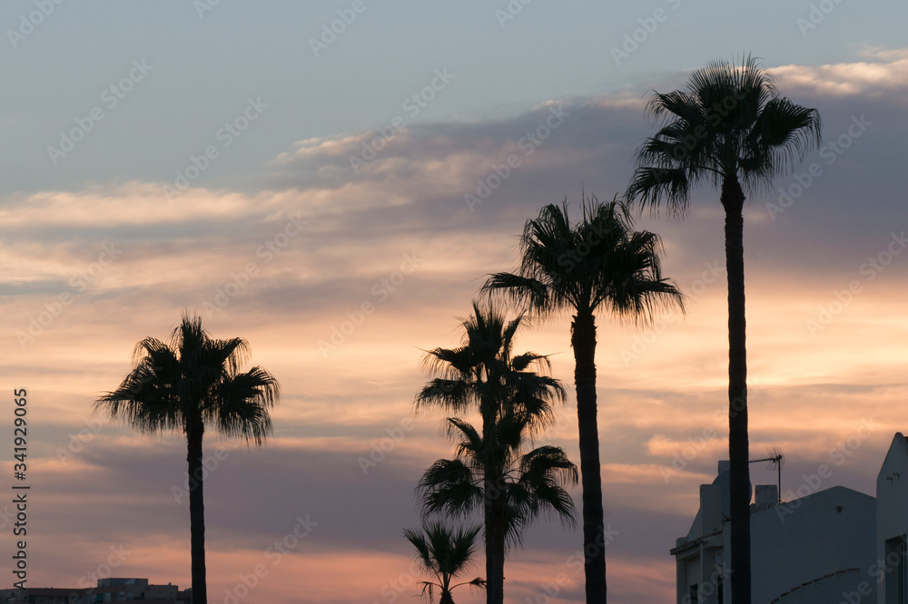 Obraz premium sky line of houses and palm trees