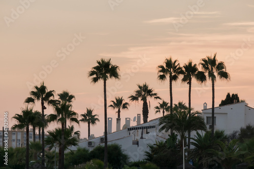 sky line of houses and palm trees