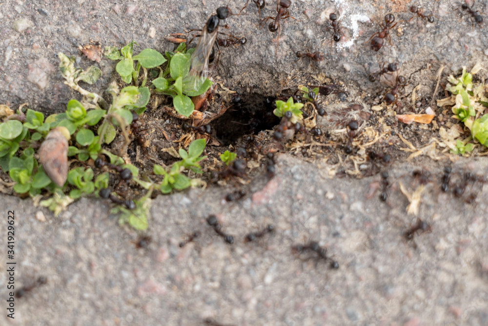A large army of ants on the pavement. Spring sunny day. Big. A large army of ants on the pavement. Spring sunny day. Big.