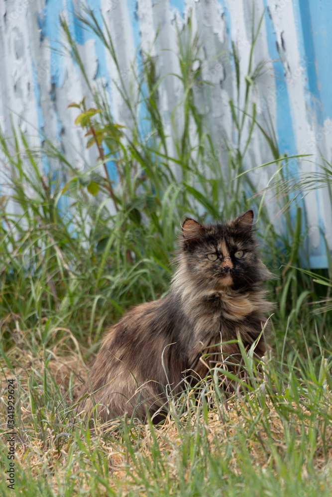 Fototapeta premium A multi-colored wild cats walks outdoors. Sunny day, soil, green plants. Cute.