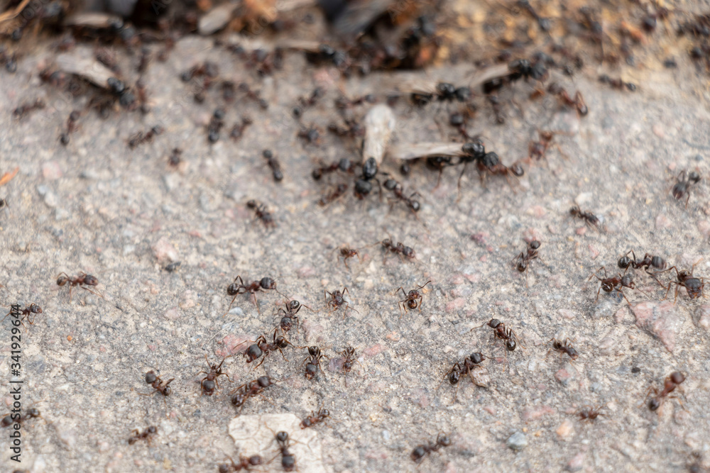 A large army of ants on the pavement. Spring sunny day. Big. A large army of ants on the pavement. Spring sunny day. Big.
