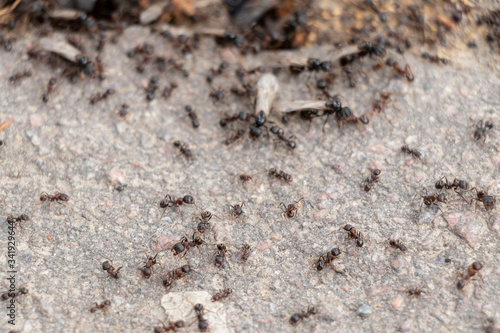A large army of ants on the pavement. Spring sunny day. Big.