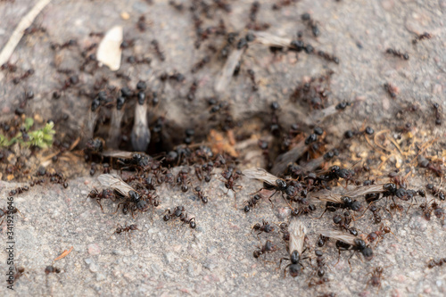 A large army of ants on the pavement. Spring sunny day. Big.