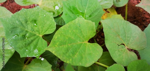 Heart shaped leaves natural plant