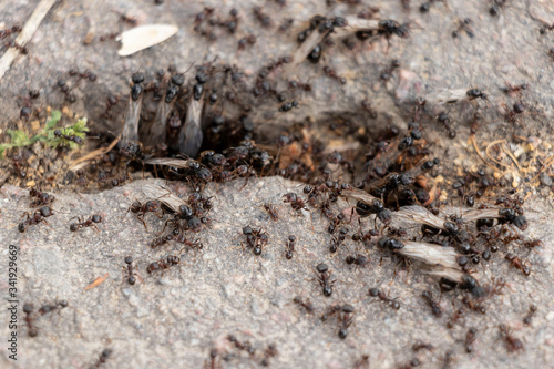 A large army of ants on the pavement. Spring sunny day. Big.