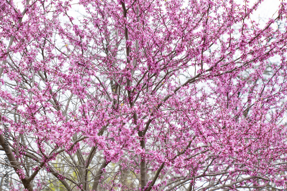 Spring flowering on trees and bushes. Nature wakes up. Pink flowers. Beauty. Spring flowering on trees and bushes. Nature wakes up. Pink flowers. Beauty.
