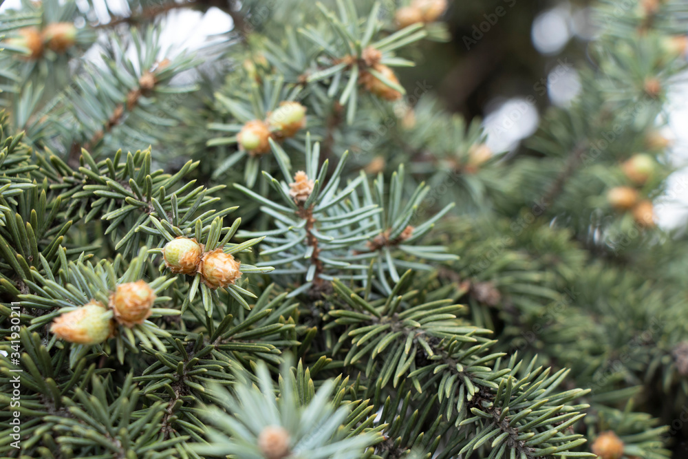 Little pink cones of blue spruce. Spring flowering spruce. A rare kind of tree. Background. Beauty. Little pink cones of blue spruce. Spring flowering spruce. A rare kind of tree. Background. Beauty.