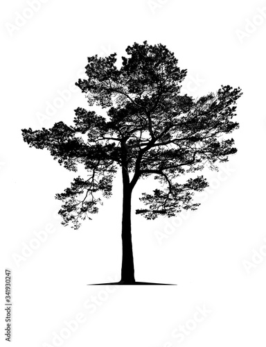 Black tree isolated on white background