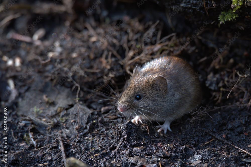 Field vole , Microtus agrestis looking for food on the woodland floor. Field vole , Microtus agrestis looking for food on the woodland floor.