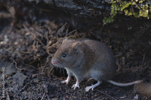 Field vole , Microtus agrestis looking for food on the woodland floor.