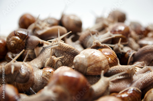 Many crawling garden snails with large shells, selective focus. Heap of alive grape snails. Exotic food