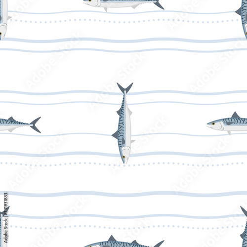 Mackerel. Commercial Fish species.