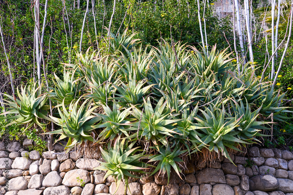 Close-up of luxuriant plants of Aloe vera, an evergreen, succulent perennial cultivated for agricultural and medicinal uses, growing on the top of an old stone wall, Italy Close-up of luxuriant plants of Aloe vera, an evergreen, succulent perennial cultivated for agricultural and medicinal uses, growing on the top of an old stone wall, Italy